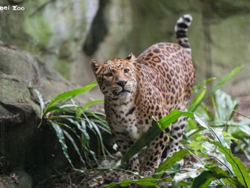 守護雨林18年！臺北動物園花豹「花郎」溫柔道別，留下滿滿回憶與生命教育